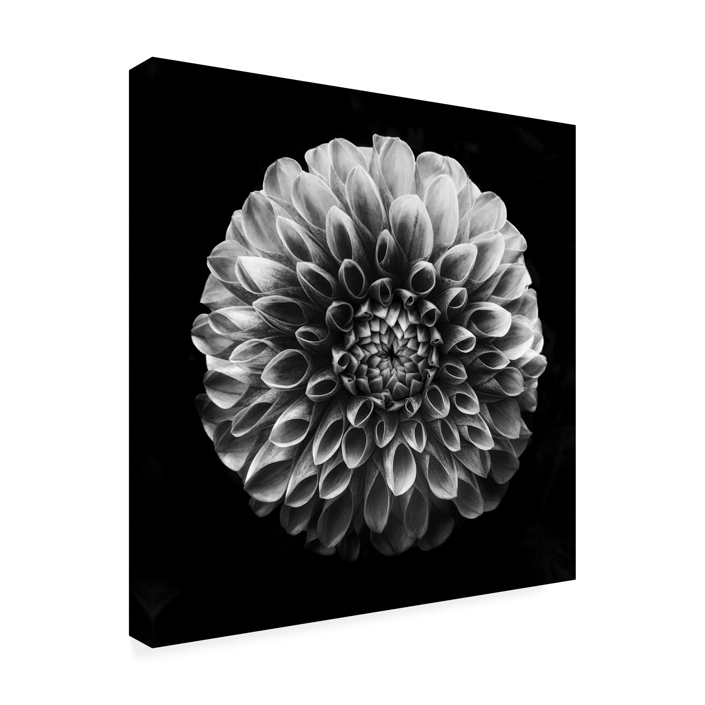 Trademark Fine Art 'Dahlia' Canvas Wall Art by Lotte Gronkjaer - Floral Home Decor for Living Room, Bedroom & Office
