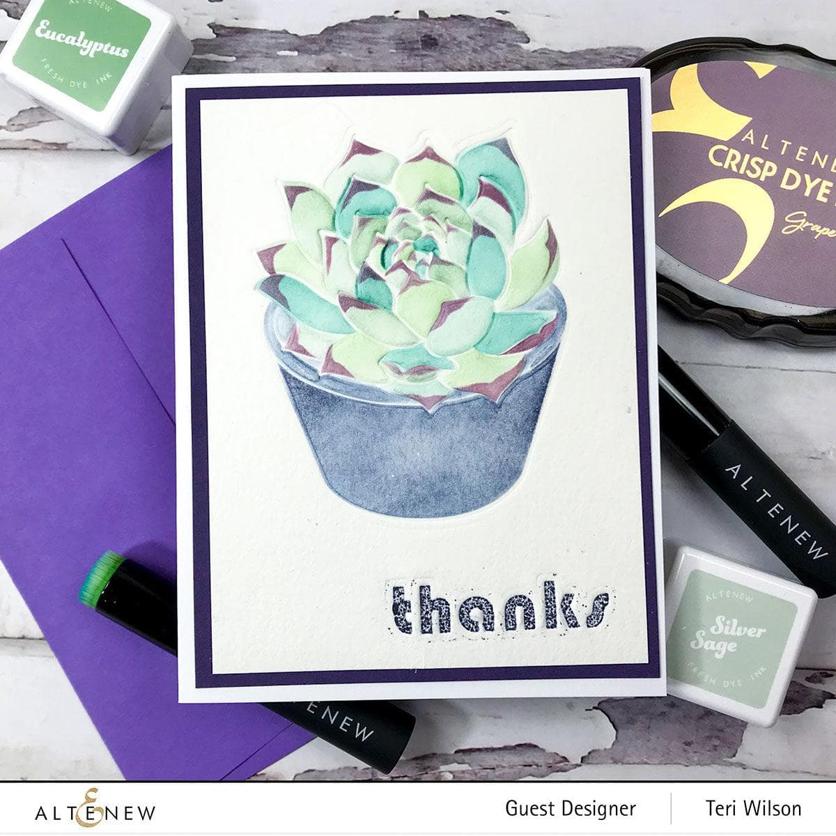 Beautiful Potted Succulent Plants for Home & Office Decor - Low Maintenance Indoor Houseplants for Desk, Shelf, or Gift