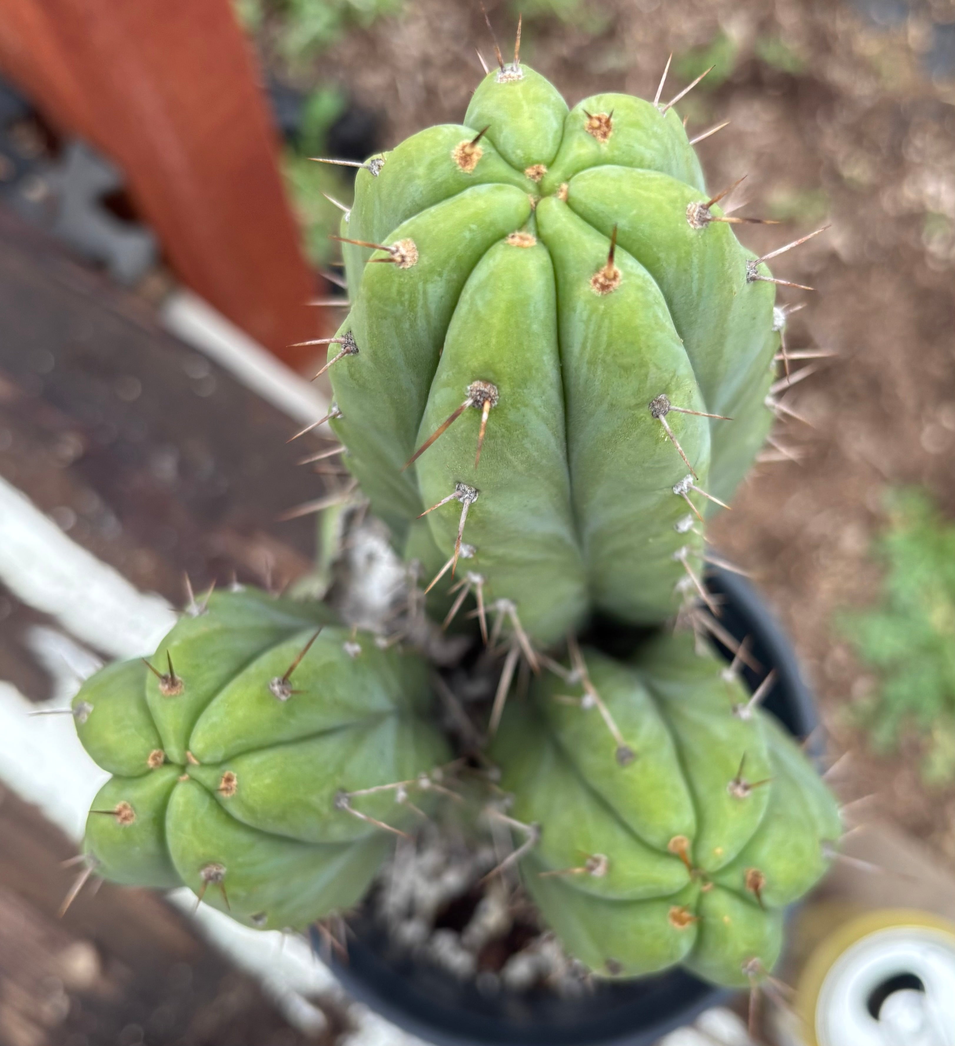 EC204 EXACT Trichocereus JB Bridgesii X Fields Cactus 14 Inch - Rare Collectible Cactus for Home Decor, Garden Landscaping, and Succulent Enthusiasts