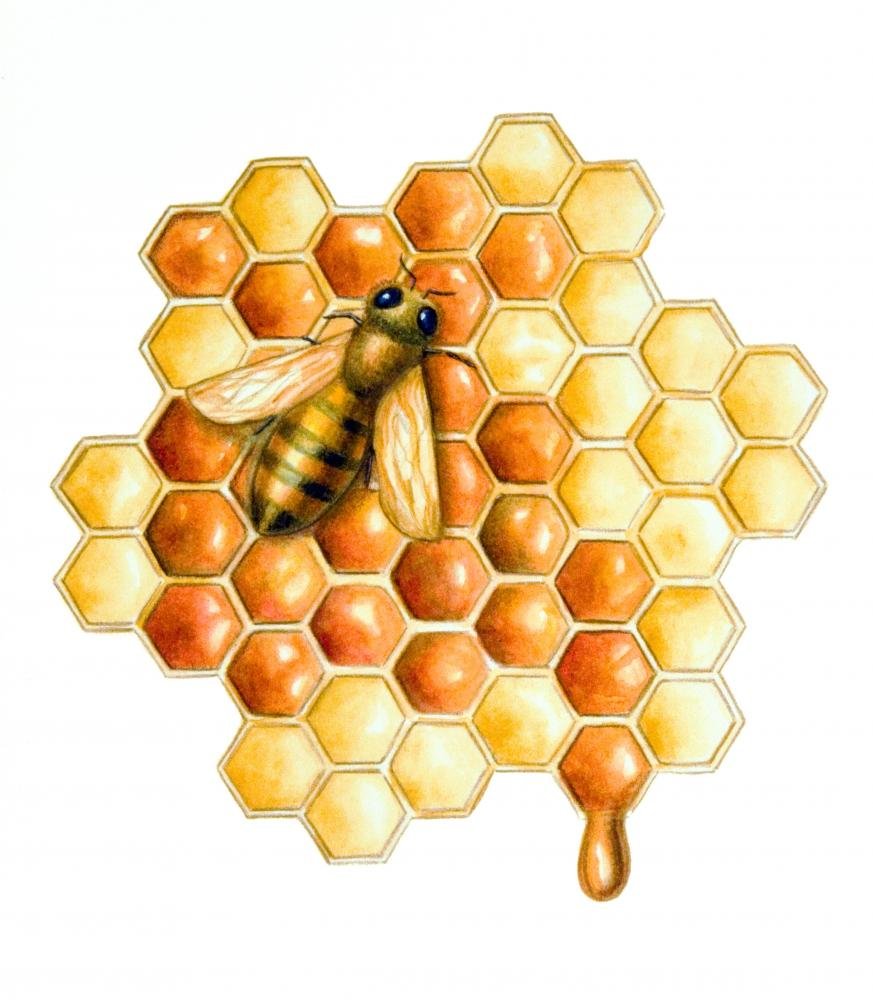 Wallmonkeys Bee and Honey Wall Decal - Peel and Stick Removable Graphic Art (18x16 Inches) - Perfect for Nursery, Kitchen Decor & Beekeeping Themed Rooms