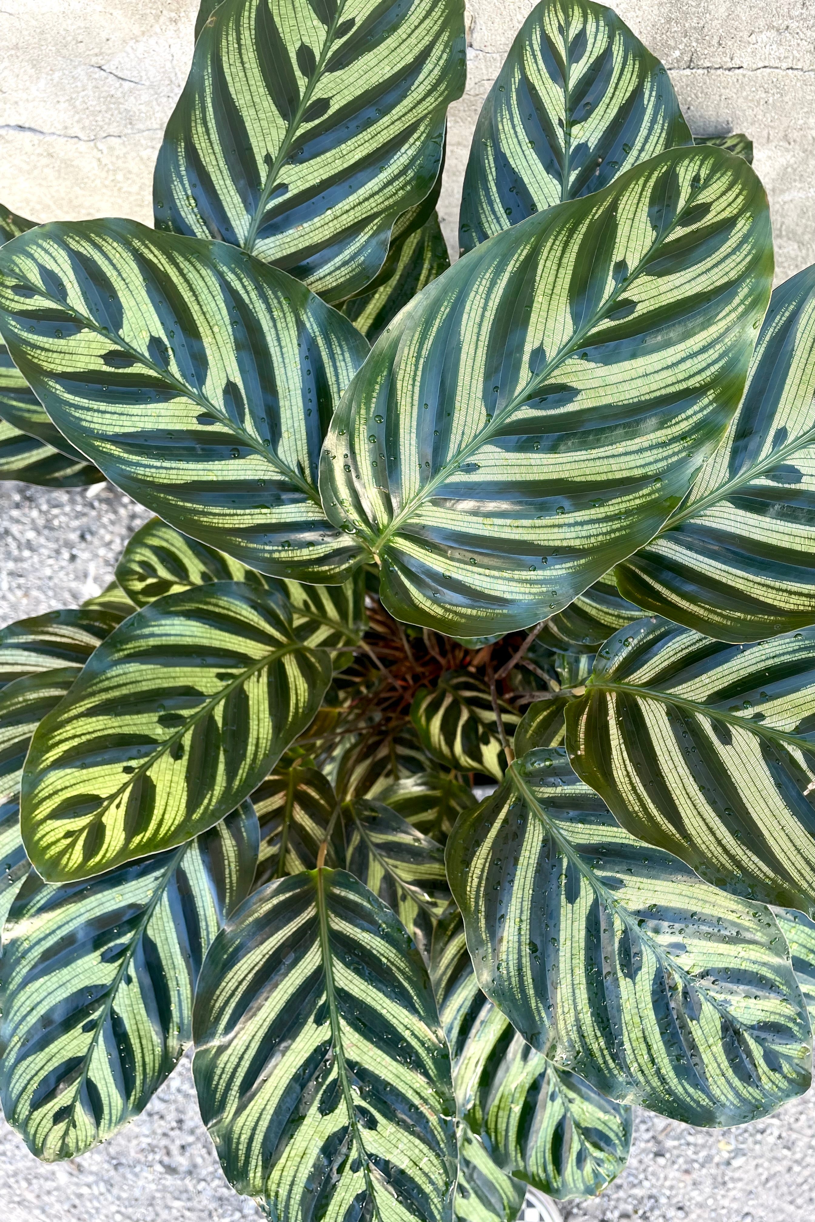 Calathea Makoyana (Peacock Plant) - 8 Inch Live Indoor Houseplant for Home & Office Decor | Low Light & Air Purifying | Perfect for Living Room, Bedroom, or Workspace
