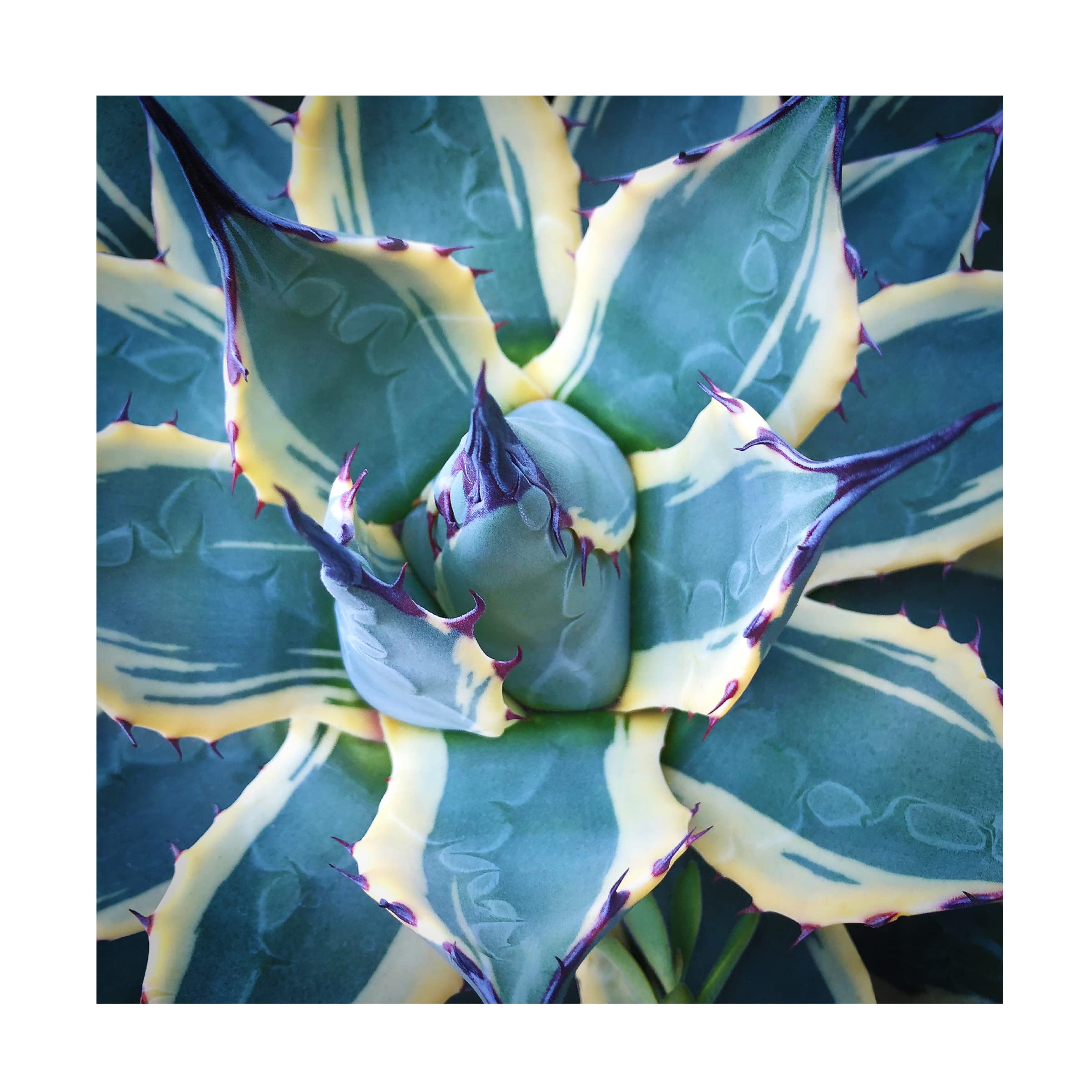 Trademark Fine Art 'Elegant Thorns' Canvas Wall Art by Jan Bell - Floral Home Decor for Living Room, Bedroom & Office