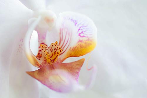 20x30 Inch Laminated Flower Poster - White Orchid Bloom Home Decor with Vibrant Colors | Perfect for Living Room, Bedroom & Office Wall Art