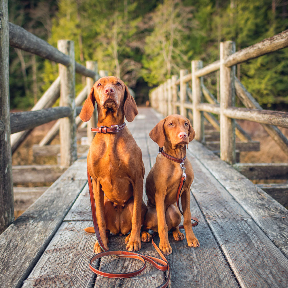 Premium Genuine Leather Dog Leash for Bentley - Durable & Stylish Walking Accessory for Small, Medium & Large Dogs - Perfect for Daily Walks, Training & Outdoor Adventures
