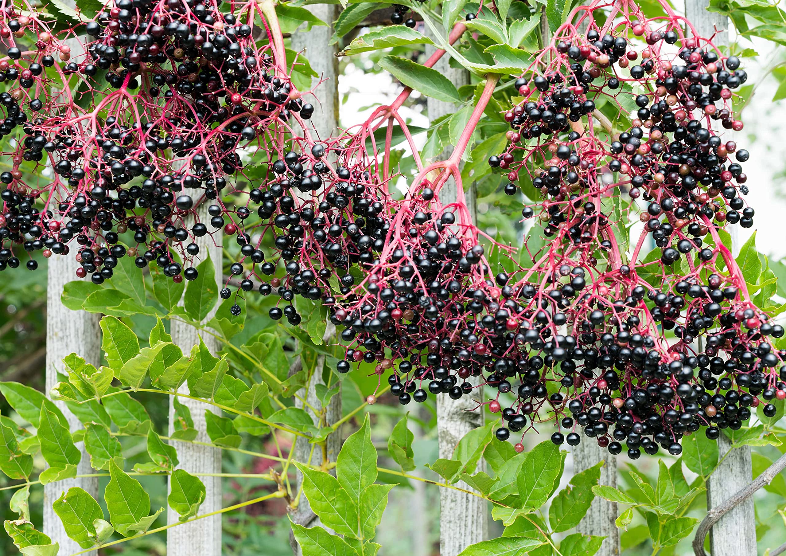 Organic Black Elderberry Powder 8lb - Raw Dried Berries, Unsulfured, Vegan, Bulk, No Additives | For Smoothies, Baking, Yogurt, Tea, Immune Support & Wellness Drinks | Perfect for Home Cooking, Healthy Recipes & Natural Remedies