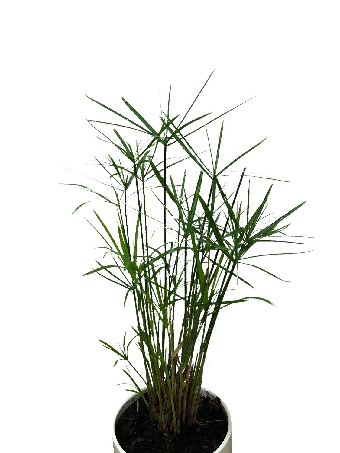 50 Umbrella Plant Seeds (Cyperus Alternifolius) - Exotic Papyrus Grass & Umbrella Palm Flower Seeds for Indoor/Outdoor Gardening, Ponds & Water Features