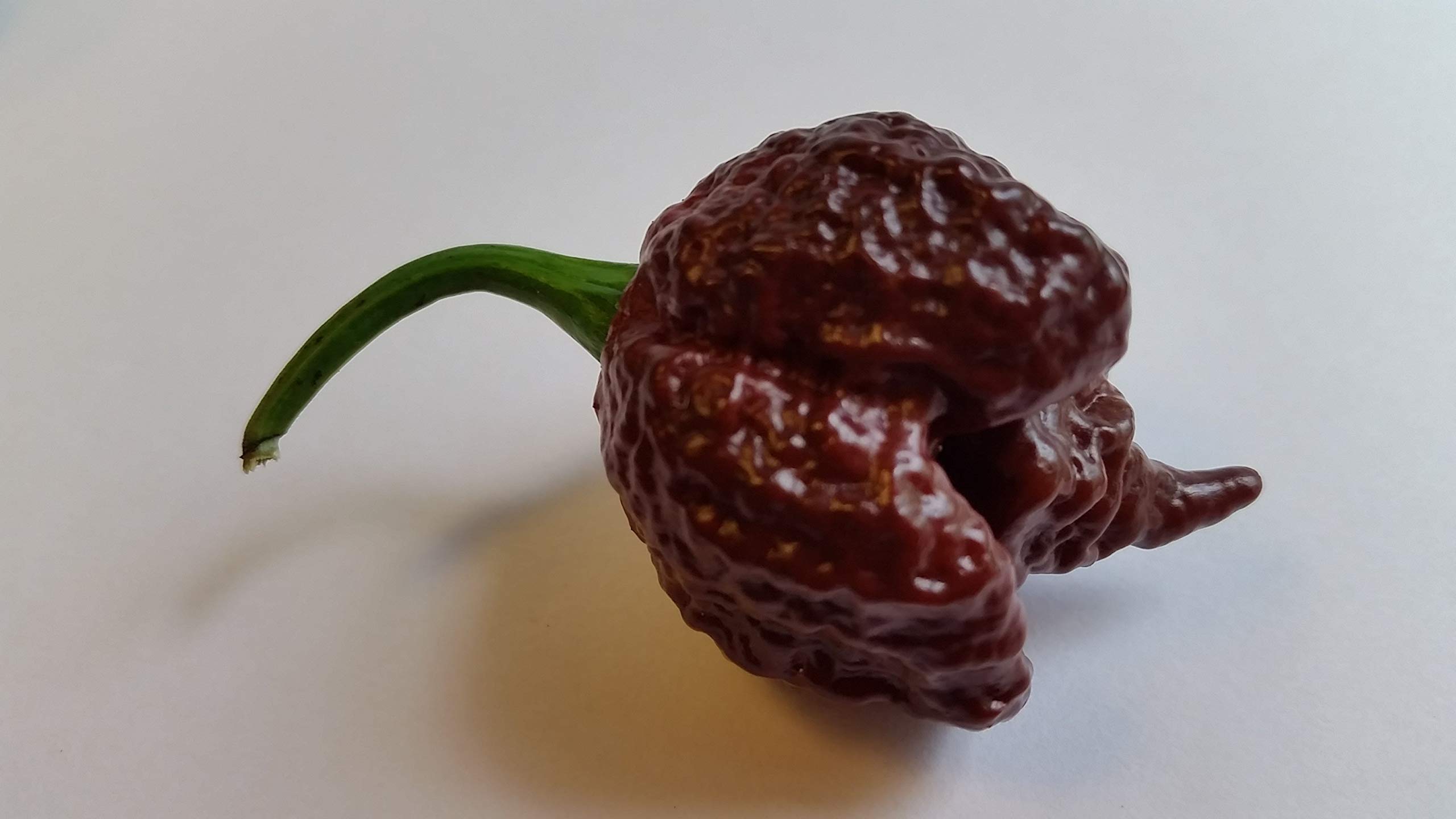 Chocolate Reaper Pepper Seeds - Super Hot Heirloom Chili Seeds for Home Garden Planting, Cooking & Spicy Food Lovers