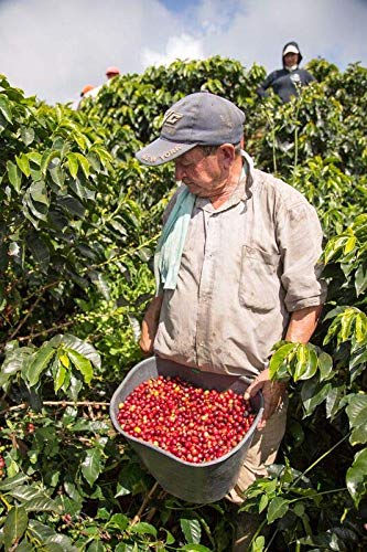 Premium Colombia Santa Barbara Estate Excelso AA+ Green Coffee Beans - 132.3 lbs Bulk - Specialty Grade for Home Roasting & Commercial Use - Perfect for Coffee Shops, Roasteries & Wholesale Distribution