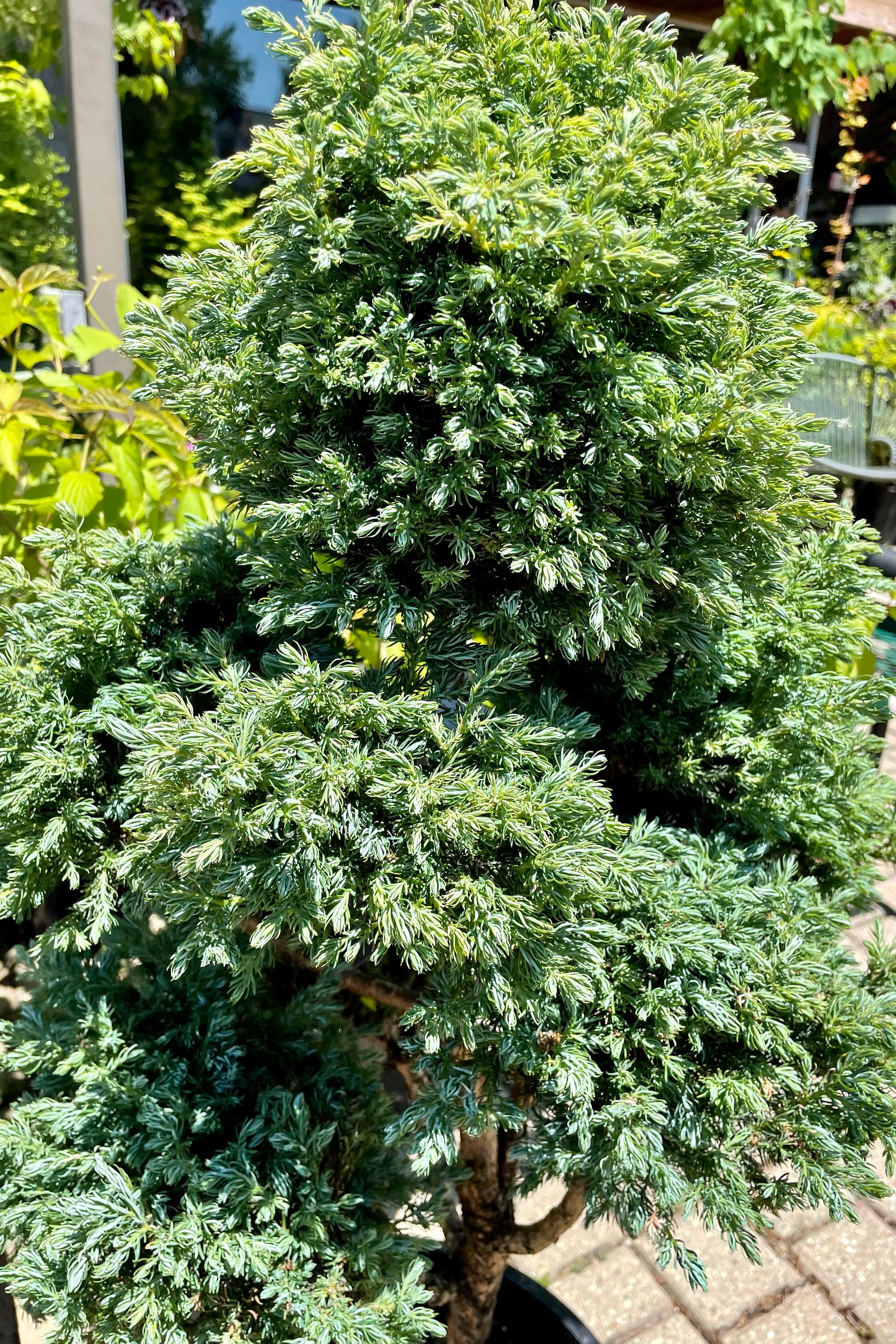Chamaecyparis pisifera 'Boulevard' Pom Pom - #6 Size Evergreen Shrub for Landscaping, Privacy Hedges & Garden Decor