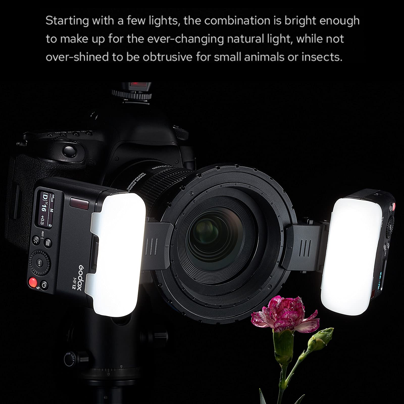 Godox MF12-K2 Macro Flash Speedlite - 12W Off-Camera TTL Flash with 2.4G Wireless Control, TTL/M Mode, Built-in 3.7V/6.29W Lithium Battery - Compatible with Nikon, Sony, Canon, Fuji, Olympus & Panasonic - Perfect for Product Photography, Jewelry Shots & Macro Food Blogging
