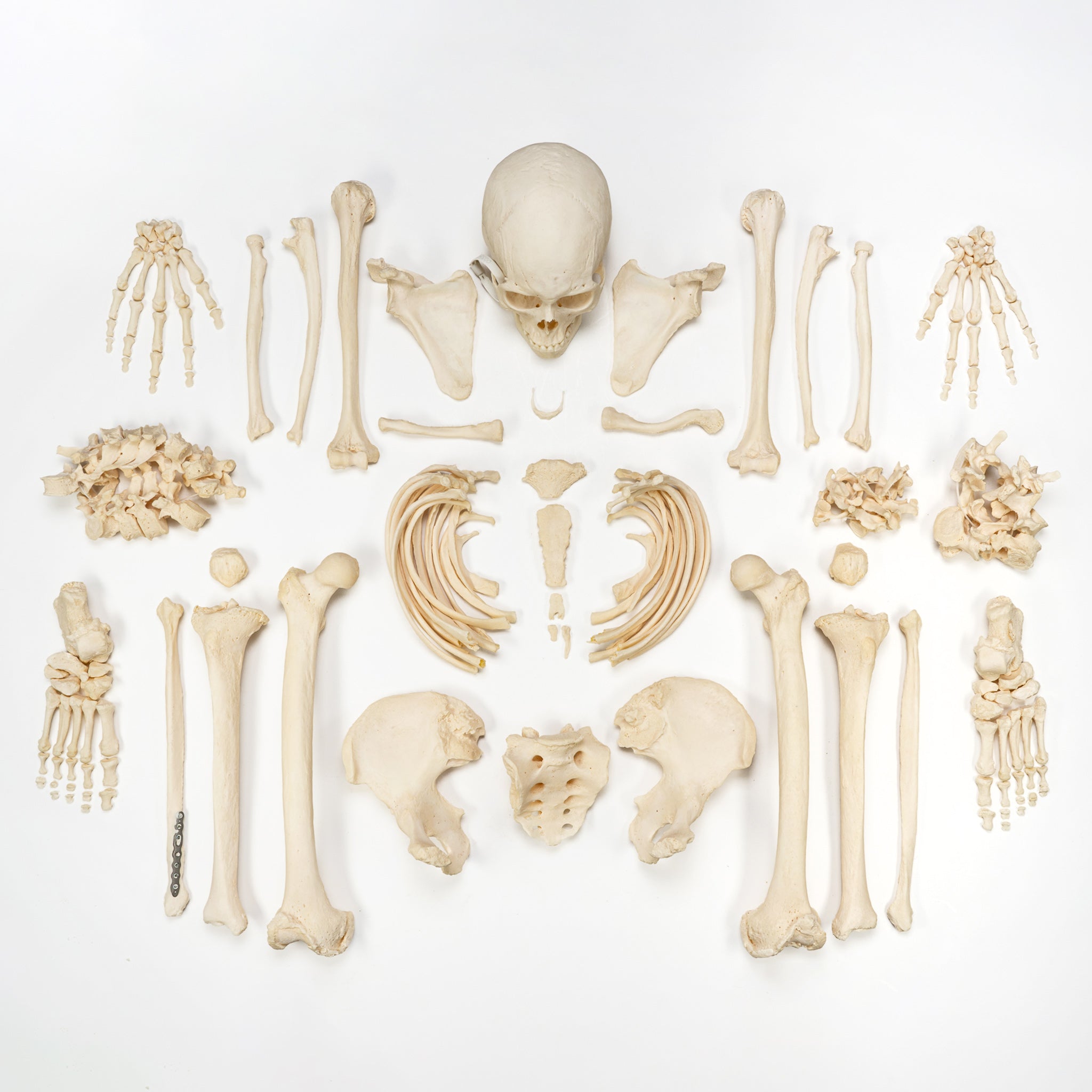 Premium Disarticulated Human Skeleton Model - Anatomically Accurate for Medical Education & Research - Perfect for Classroom, Lab Study, and Medical Training