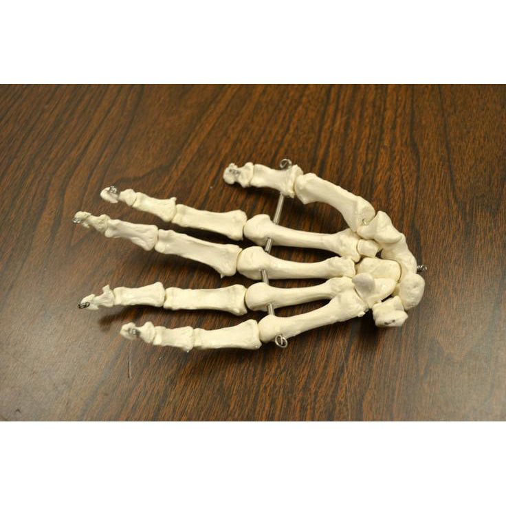 Full Disarticulated Human Skeleton Model - Anatomical Study Specimen for Medical Education & Science Classroom Demonstration