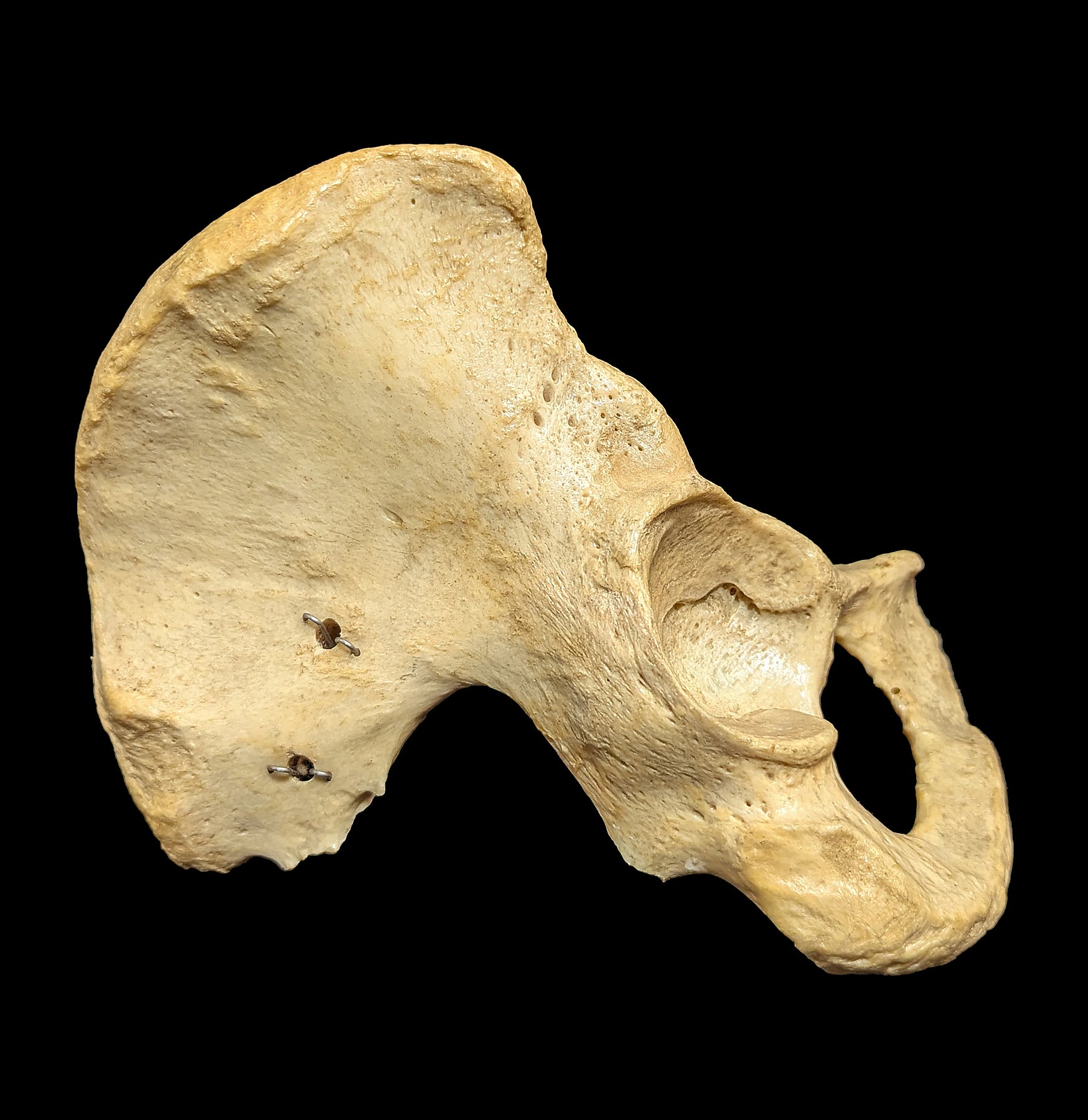 Human Ilium Bone - Authentic Anatomical Specimen for Medical Study, Science Education & Collectors | Perfect for Classroom Demonstrations, Research & Oddity Collections