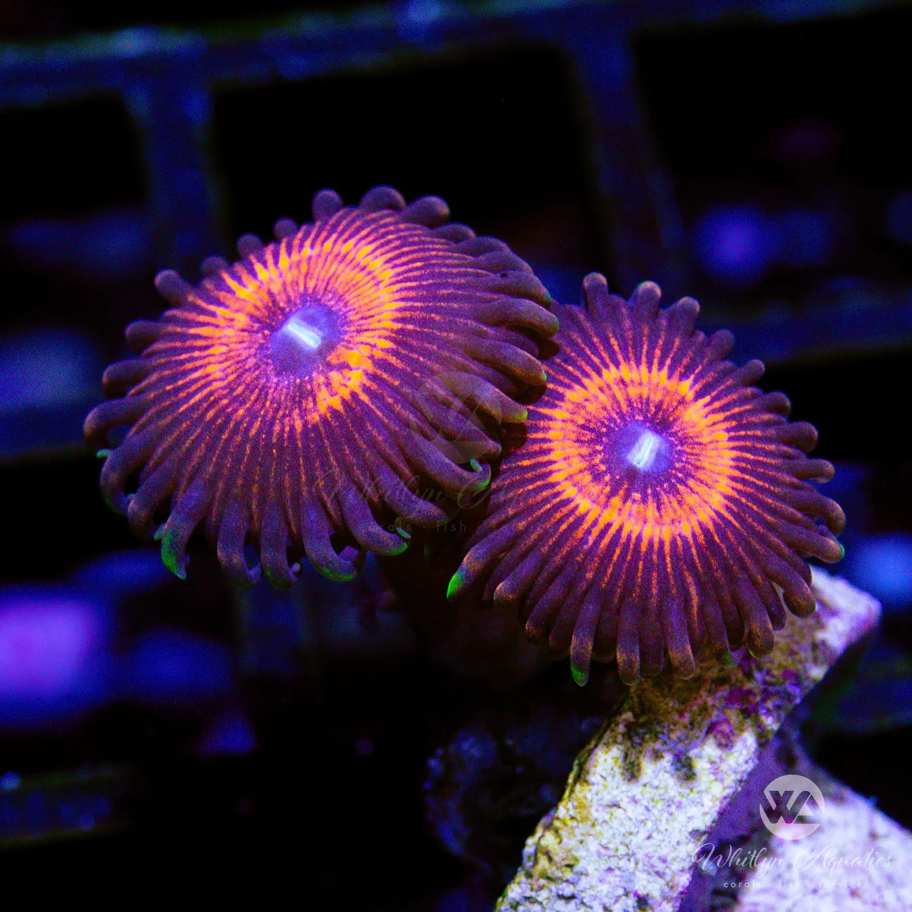 B42 Nightcrawler Zoa Coral Frag - Premium WYSIWYG Live Coral for Saltwater Aquariums | Perfect for Reef Tanks, Nano Tanks & Coral Propagation
