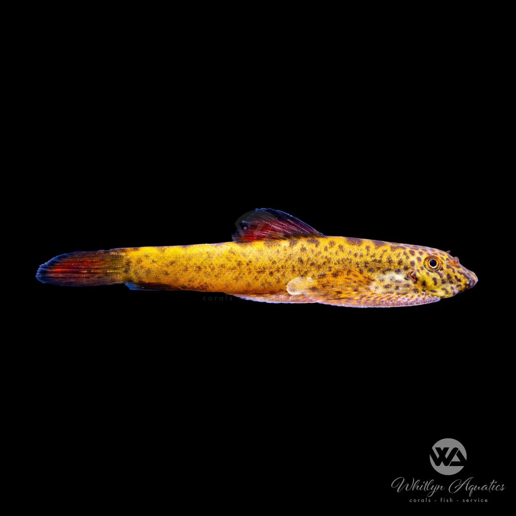 Premium Hillstream Loach (Pseudogastromyzon myersi) - Red Fin Sucker Fish for Freshwater Aquariums | Perfect for Algae Control in Planted Tanks & Asian Biotope Setups