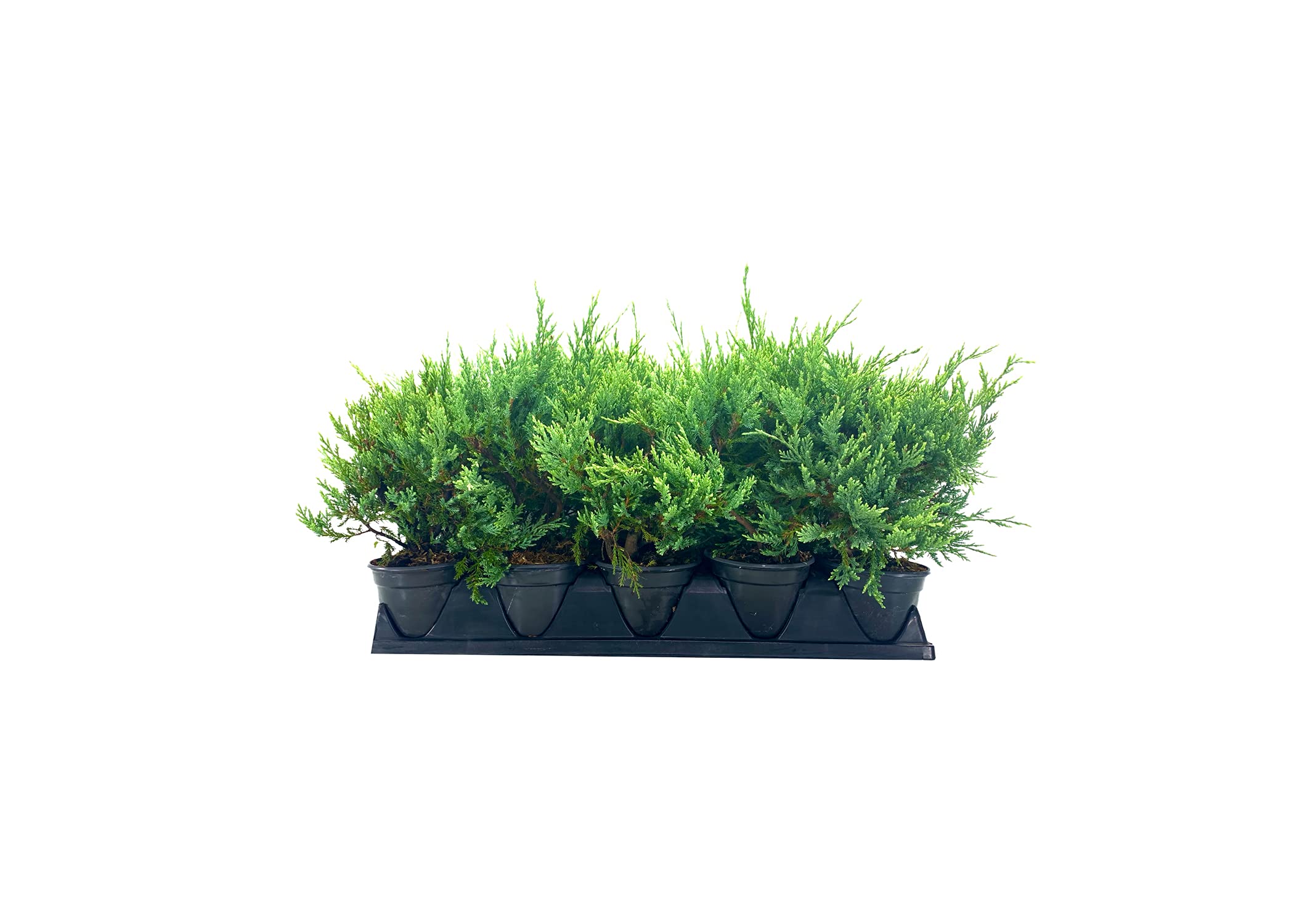 Juniper Sea Spray - 15 Live 4 Inch Pots - Juniperus Chinensis Plants - Drought Tolerant, Cold Hardy Evergreen Groundcover for Landscaping, Rock Gardens & Erosion Control