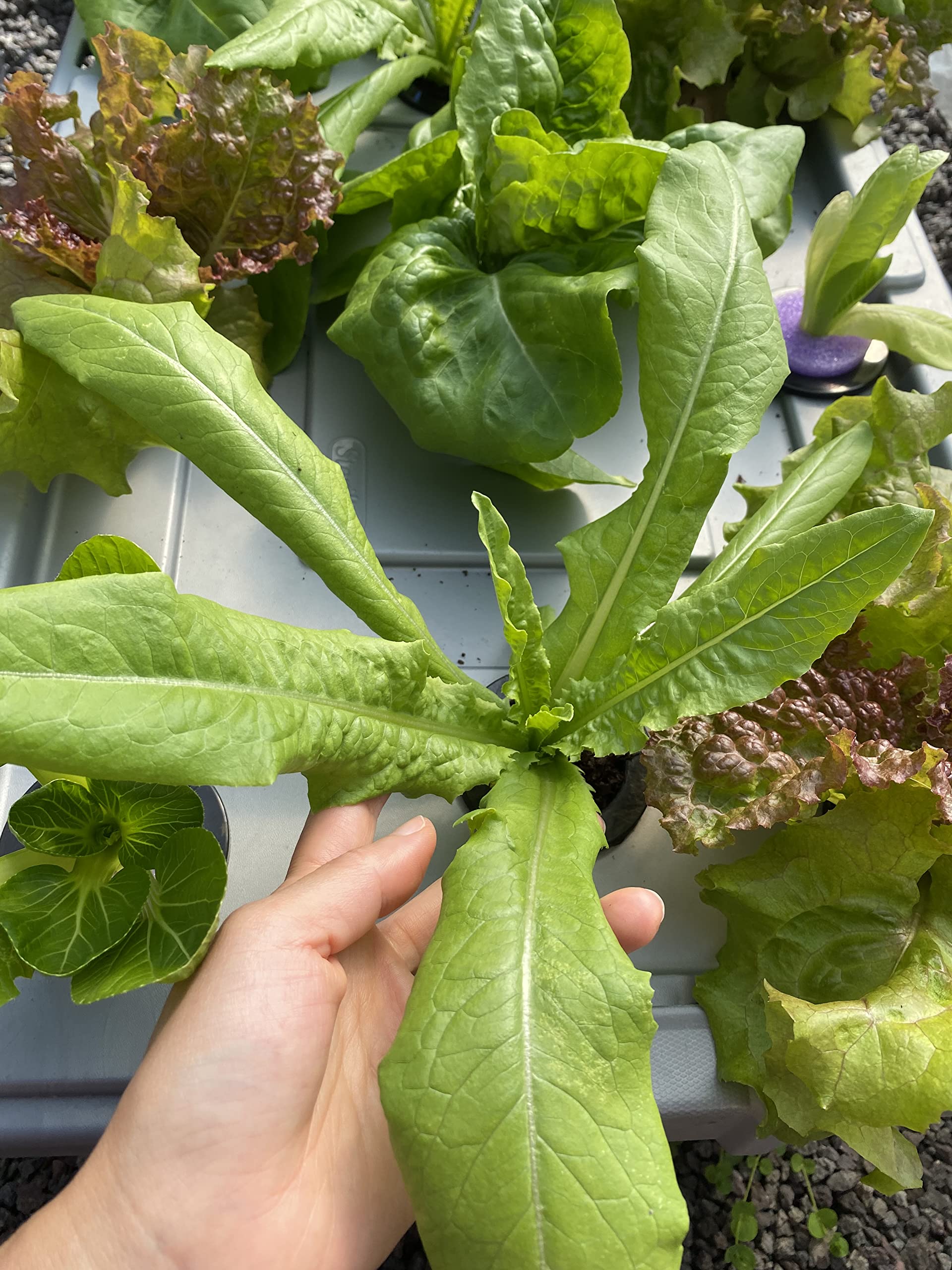 50 Pack Heavy Duty 2 Inch Net Pots - Wide Lip Hydroponic & Aquaponics Mesh Cups with Slotted Design - Perfect for Indoor Herb Gardens, Seed Starting, and Hydroponic Systems