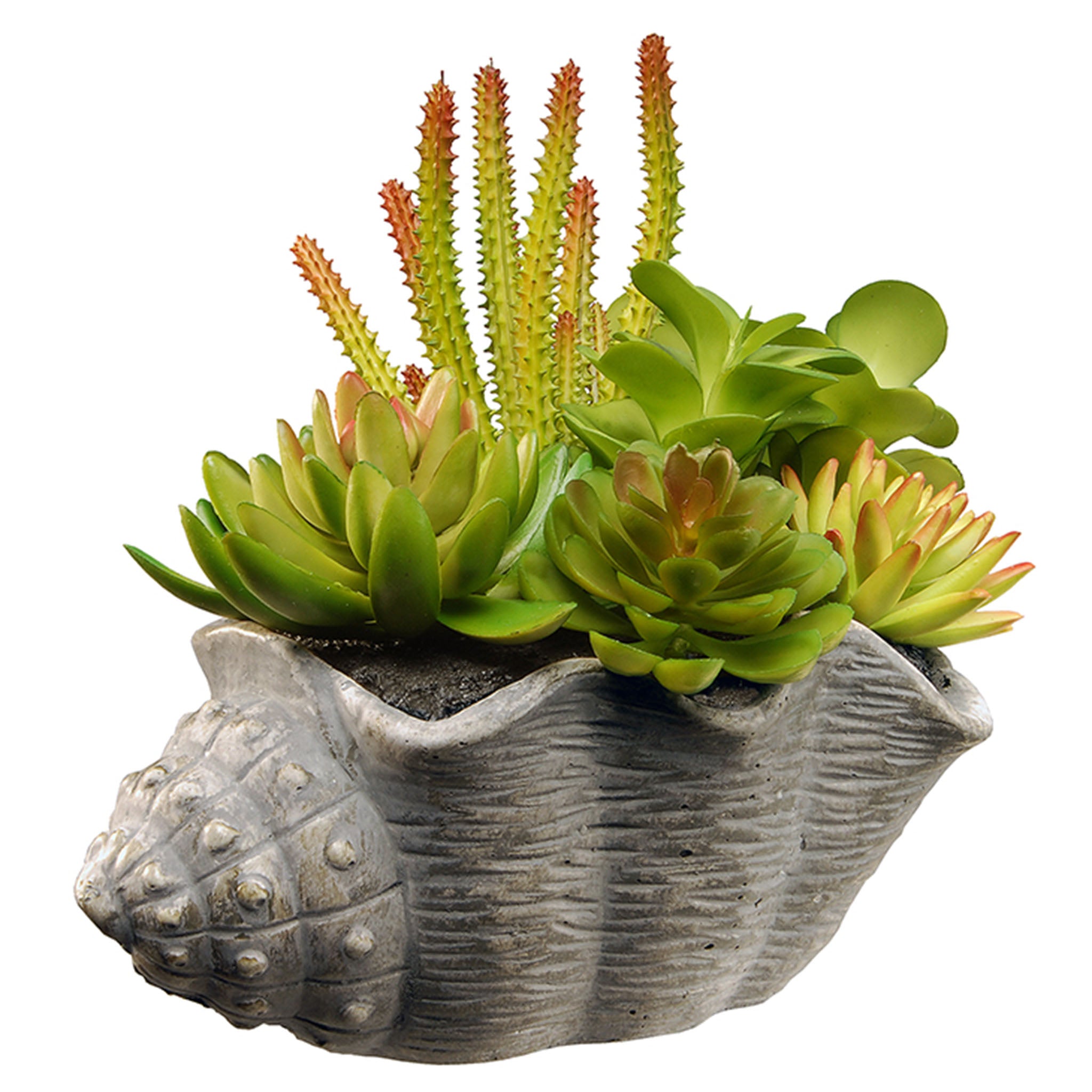 11 Inch Spring Potted Plant with Assorted Green & Orange Succulents in Decorative Conch Shell Cement Planter - Perfect for Home Decor, Office Desk & Gift Giving