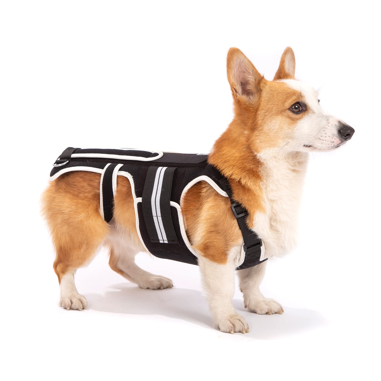 Dog Back Brace for IVDD, Arthritis & Back Pain Relief - Support Harness for Dachshunds & Small Dogs - Post-Surgery Recovery & Rehabilitation Aid - Perfect for Walking, Playing & Daily Mobility Support