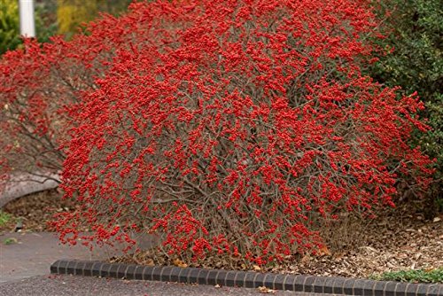 Red Sprite Winterberry (Ilex verticillata) - Vibrant Decorative Berries for Holiday Wreaths, Christmas Decor & Winter Landscaping