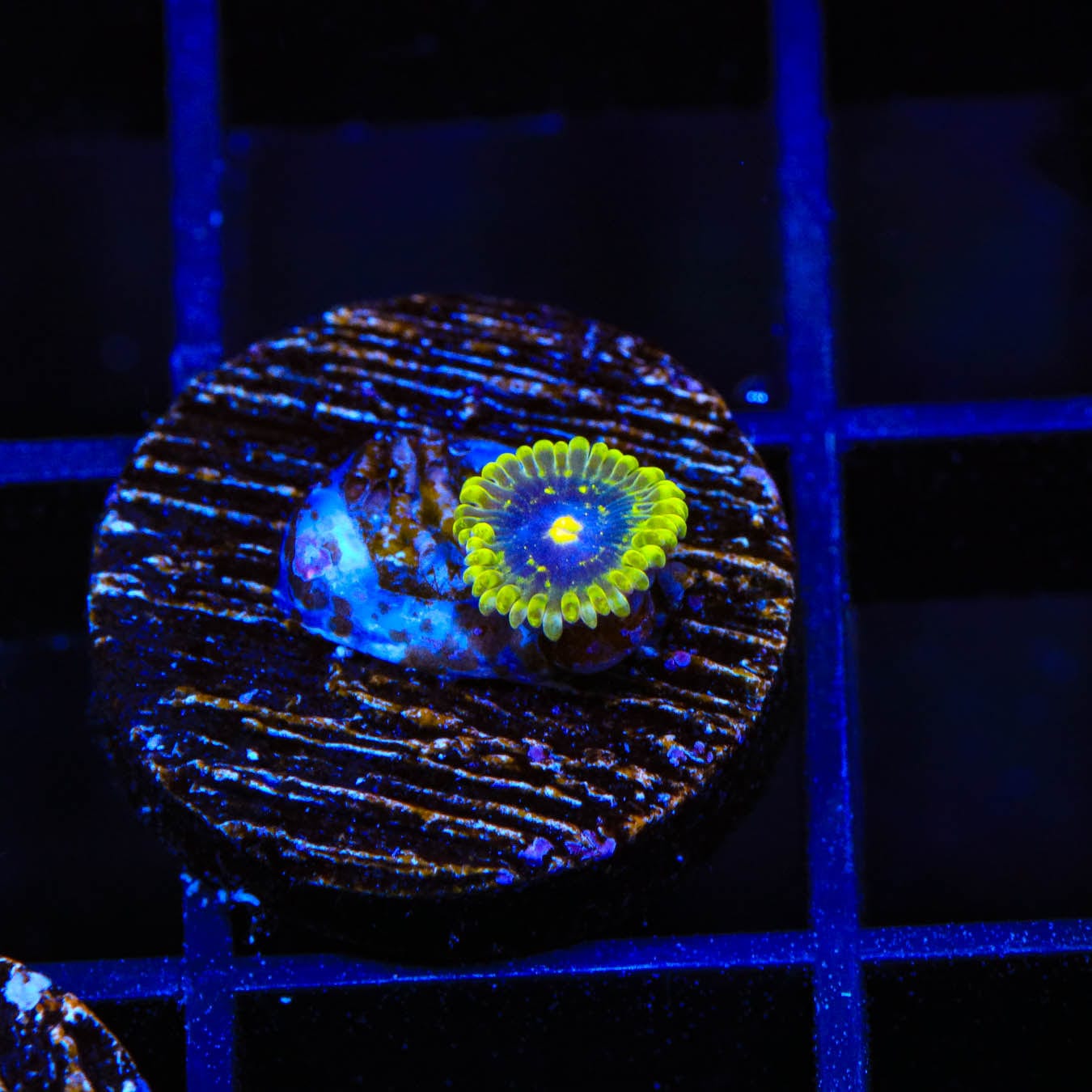 Exosphere Zoanthids Coral for Saltwater Aquariums - Vibrant Live Coral for Reef Tanks & Marine Aquascaping
