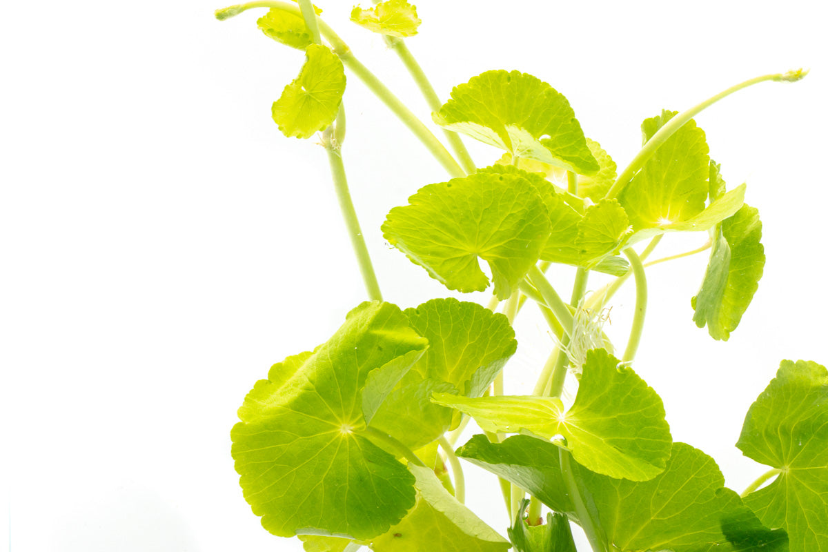 Hydrocotyle Leucocephala (Brazilian Pennywort) Aquatic Plant for Freshwater Aquariums - Perfect for Fish Tanks, Shrimp Tanks & Aquascaping