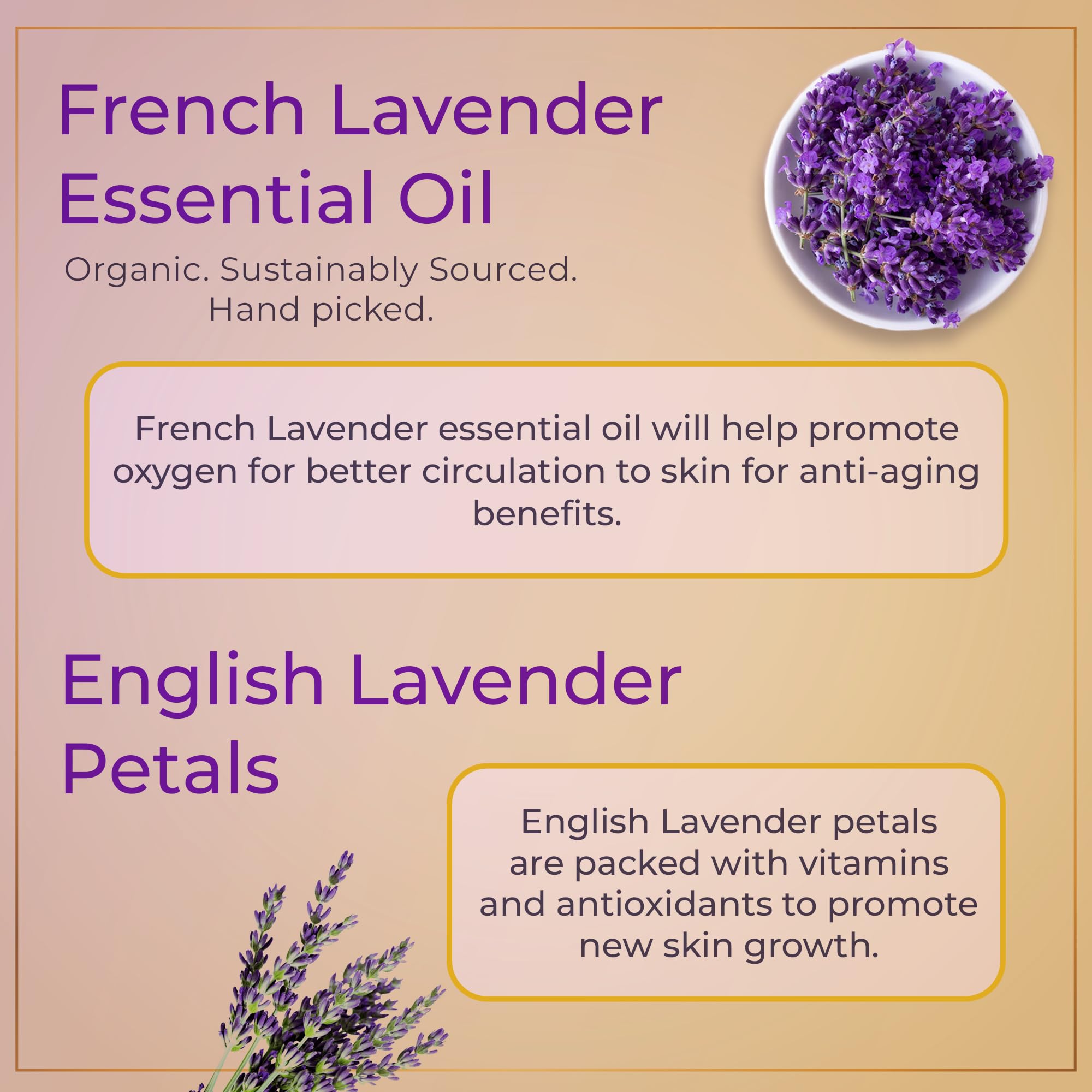 LaVanillé - Pure Vanilla & Lavender Essential Oil for Skin Care, Facial Treatment, Hair Growth, Nail Health & Aromatherapy | Natural Moisturizer & Relaxing Scent for Spa, Massage & Home Diffuser
