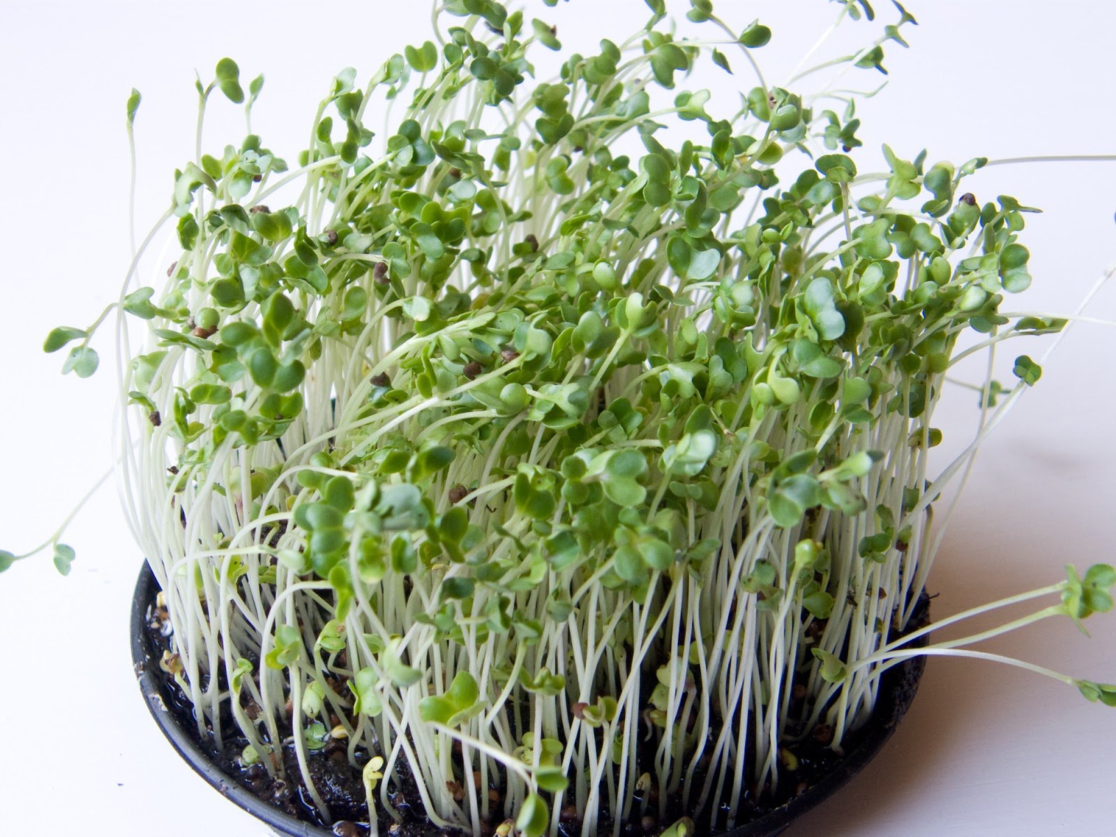 Organic Bulk Green Sprouting Calabrese Broccoli Seeds - 5 Lbs Non-GMO | High Germination Rate for Home Gardening, Microgreens & Commercial Farming | Perfect for Hydroponics, Indoor Planting & Healthy Eating