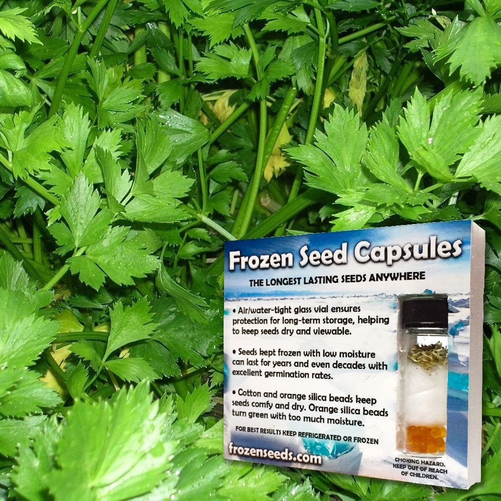 Giant of Italy Parsley Seeds (Petroselinum crispum) - 40 Count Packet for Planting Now or Storing - Italian Flat-Leaf Parsley for Cooking, Garnishing & Herb Gardens
