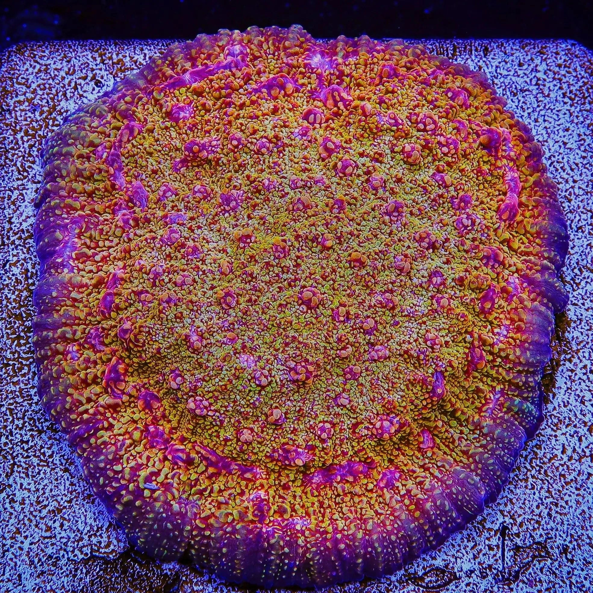 CB El Diablo Chalice Coral - Vibrant Aquarium Coral for Saltwater Reef Tanks | Perfect for Coral Propagation and Reef Aquascaping