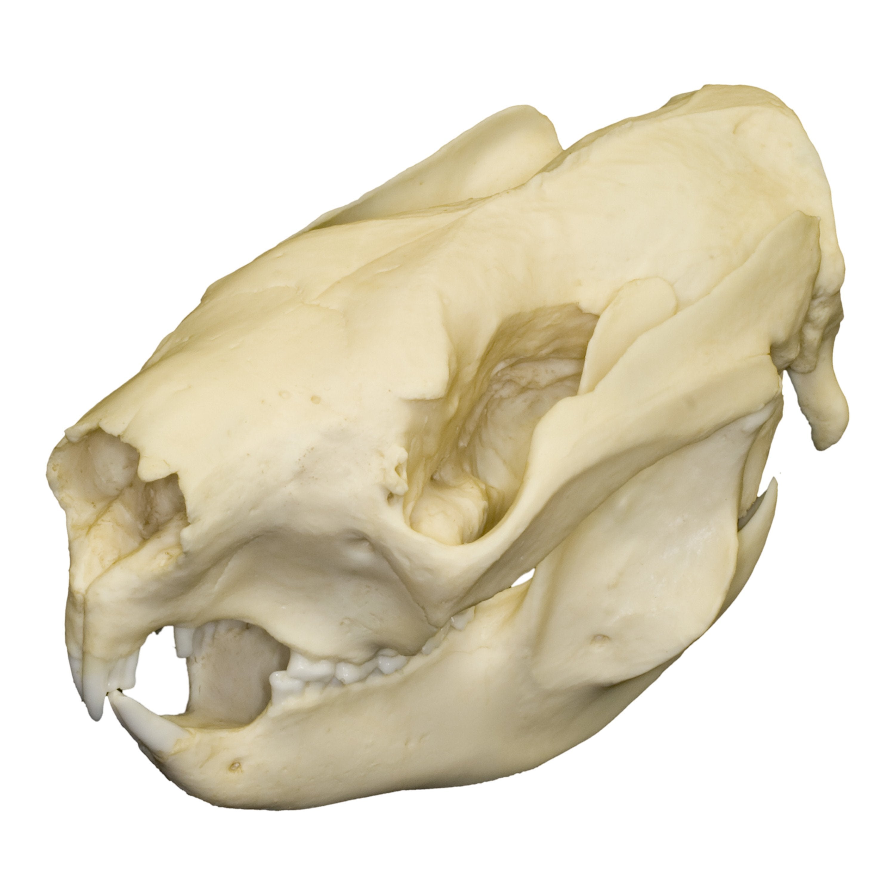 Authentic Replica Koala Skull - Lifelike Animal Skull Model for Science Education, Home Decor & Halloween Props | Perfect for Biology Classrooms, Gothic Decor & Spooky Party Decorations
