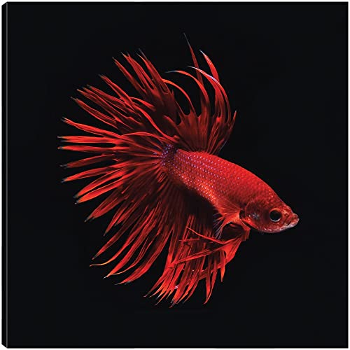 Red Betta Fish
