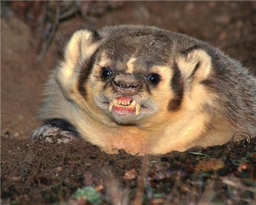 Mean Badger Glossy Poster - Angry Scary Funny Cool Weasel Photo Print - Perfect for Home, Office & Classroom Decor