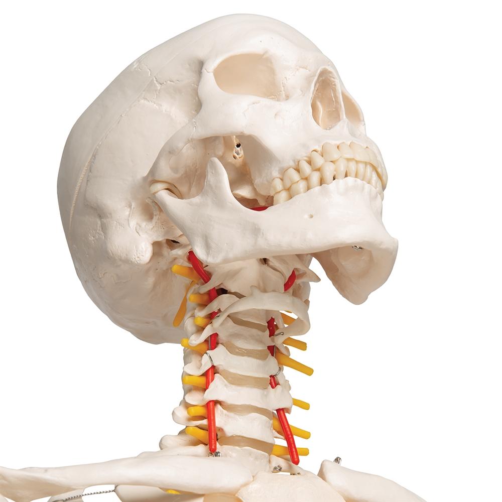 Fred Flexible Skeleton Model with Pelvic Stand - Anatomical Science Display for Medical Education, Halloween Decor & Office Decoration