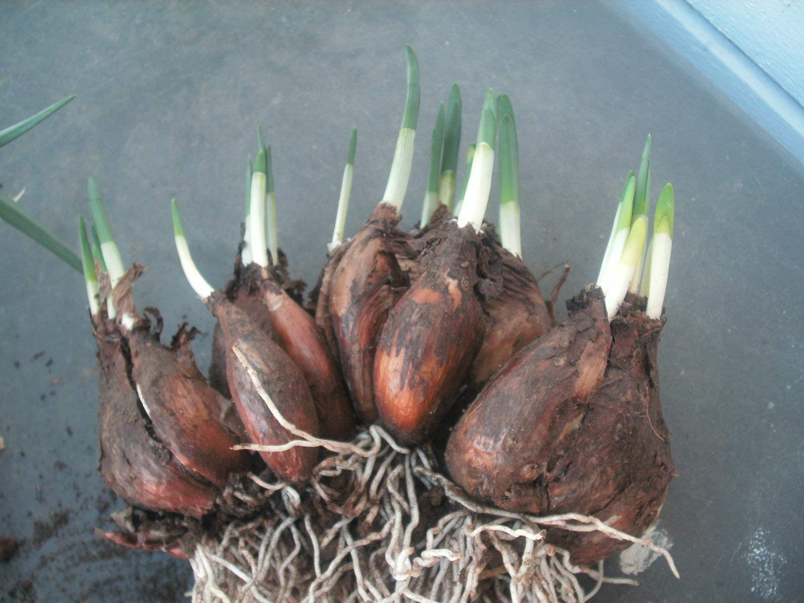 100 Perennial Spring Bulbs - Wintersun Paperwhite Narcissus Bulbs for Garden Planting | Indoor & Outdoor Flowering Plants for Home Decor, Landscaping, and Gift Giving