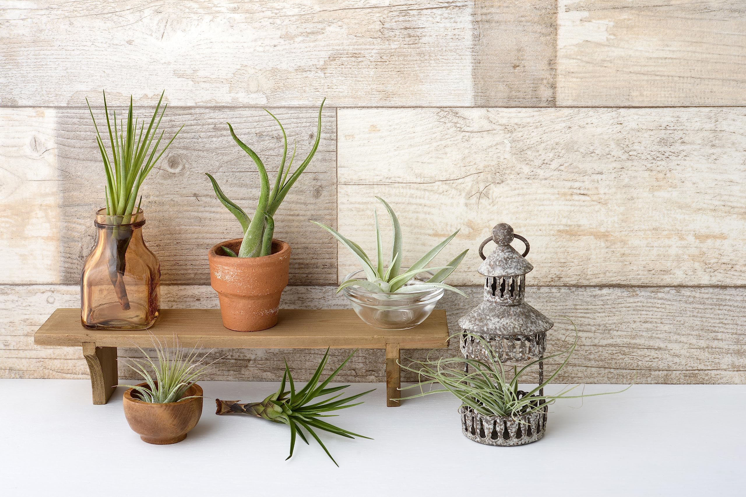50 Pack Live Tillandsia Air Plants - Bulk Indoor Plants for DIY Terrarium Kit, Wedding & Party Favors, Unique Gifts for Plant Lovers | Perfect for Home Decor, Office Plants & Succulent Displays