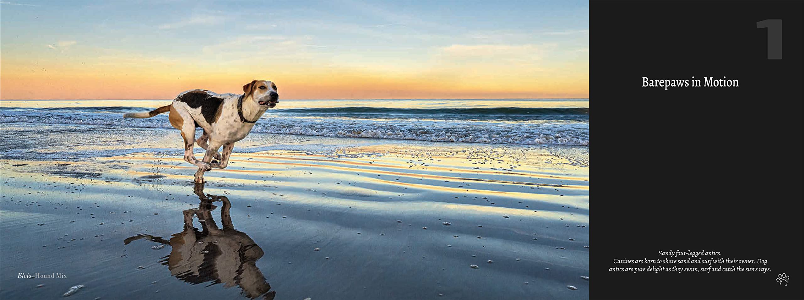 BEACH DOGS: Stunning Coffee Table Photography Book for Dog Lovers - Perfect Gift for Pet Owners & Beach Enthusiasts | Home Decor & Conversation Starter