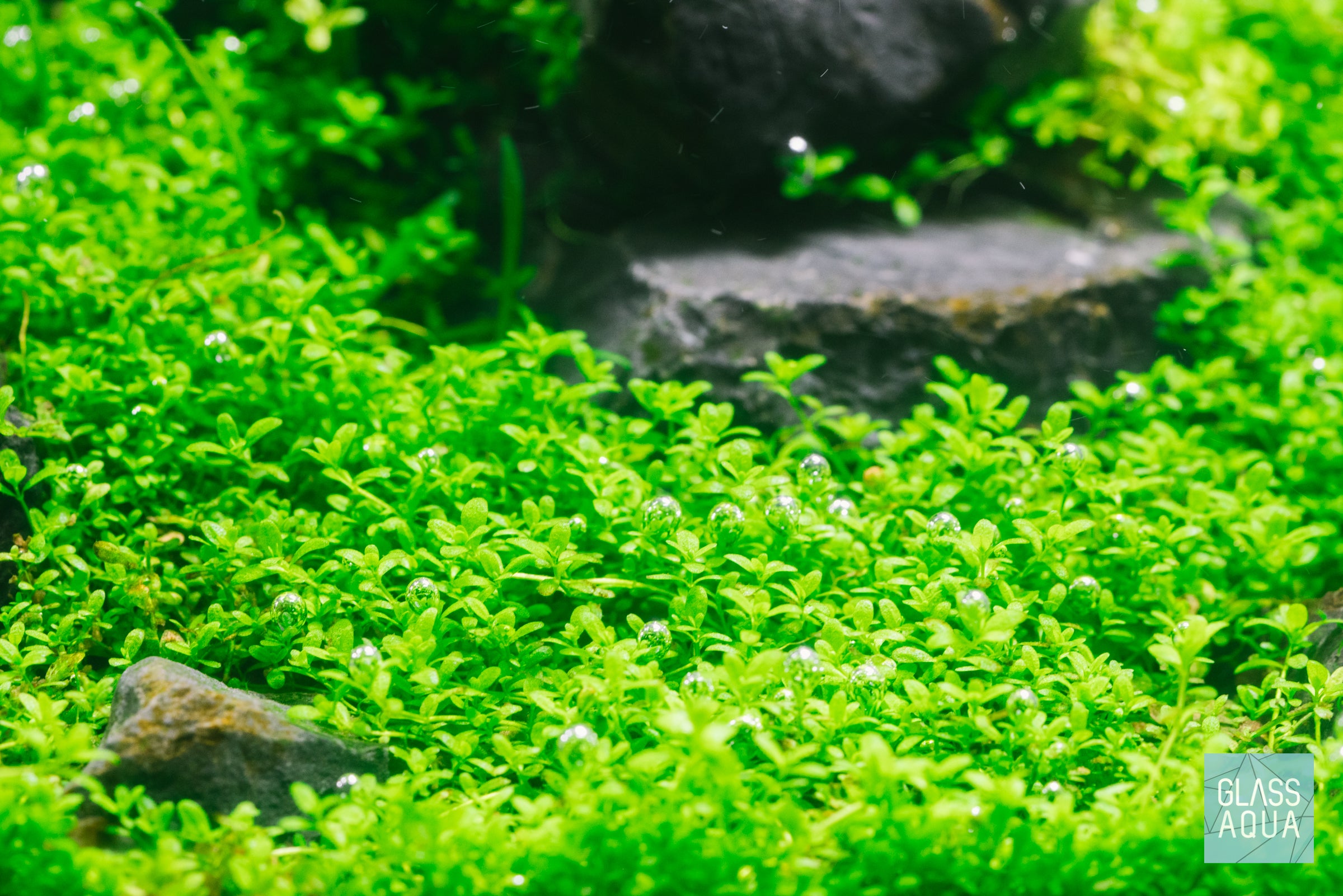 Ultum Nature Systems Controsoil - Premium Planted Aquarium Substrate for Healthy Plant Growth | Ideal for Shrimp Tanks, Aquascaping & Natural Aquariums