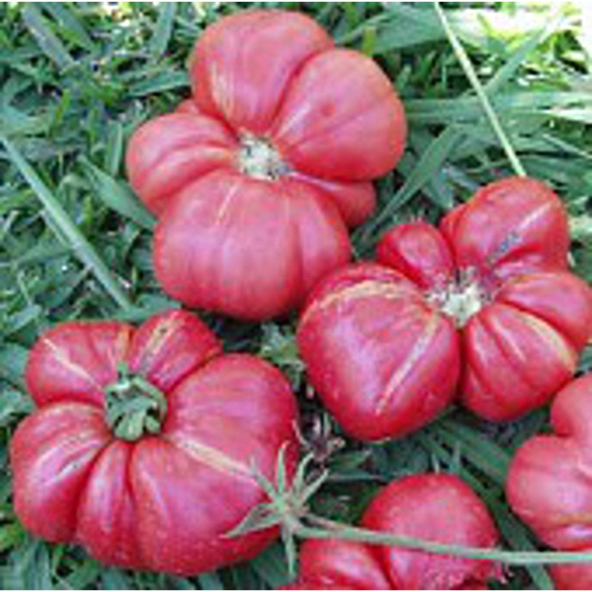 Organic Russian Rose Tomato Seeds (25+ Seeds) - Non-GMO Heirloom Variety for Home Vegetable & Herb Gardens - Perfect for Fresh Salads, Sauces, and Canning