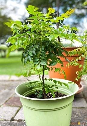 Fresh Organic Curry Leaf Plant (Murraya Koenigii) - Pack of 1 Live Herb Plant for Cooking, Ayurveda & Home Gardening - Perfect for Indian Curry, Soups & Natural Remedies
