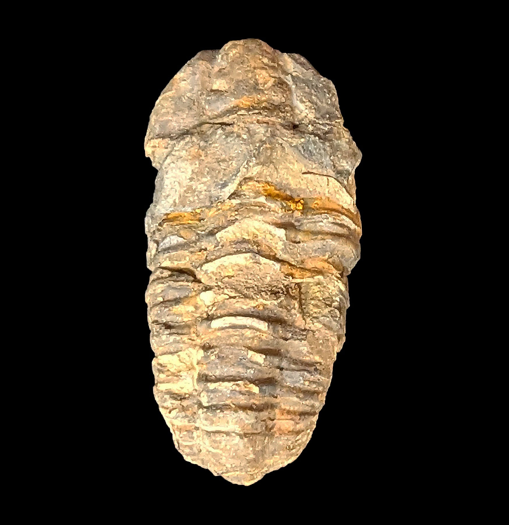 Authentic Trilobite Flexicalymene Fossil - Rare Prehistoric Marine Arthropod Specimen for Collectors, Education & Home Decor