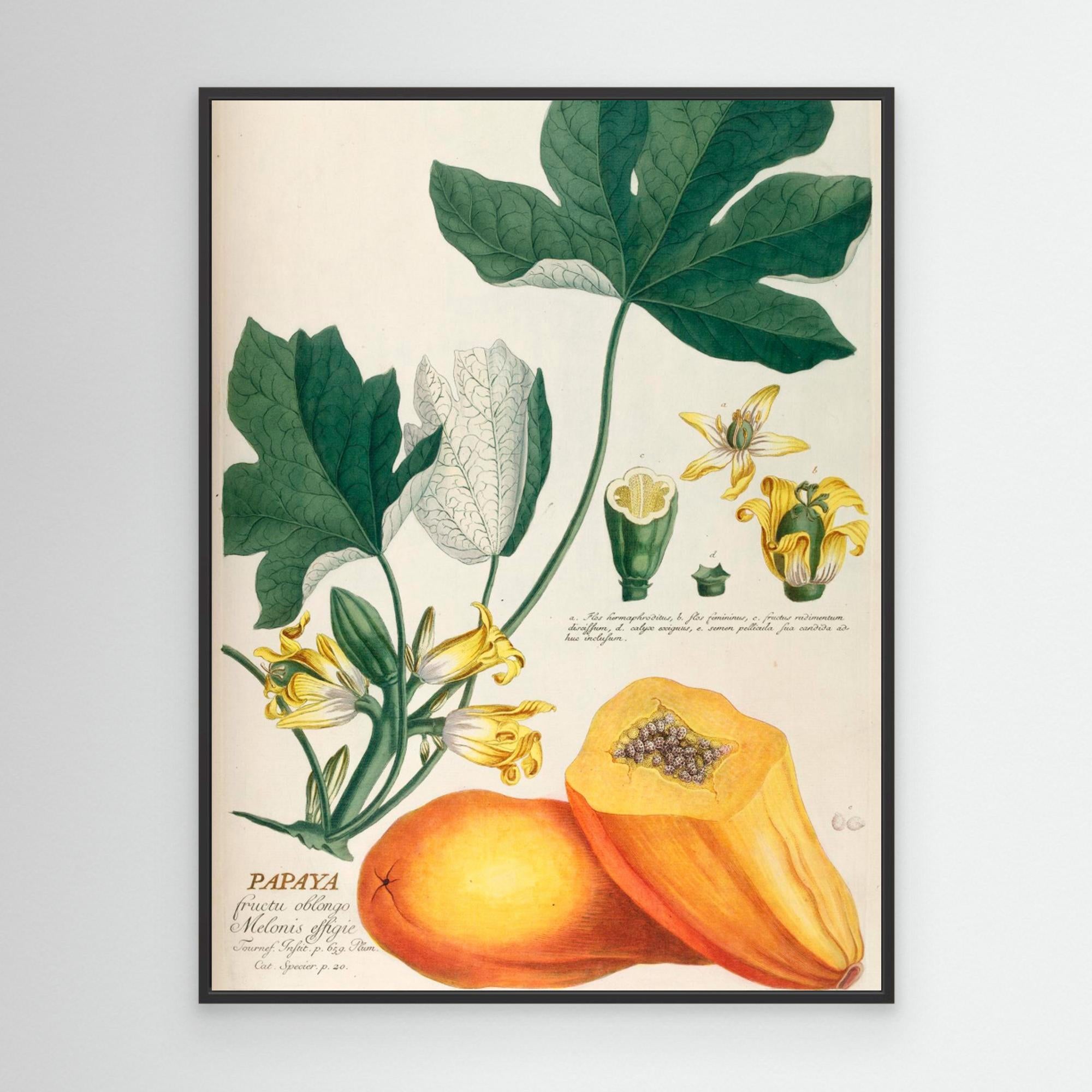 Premium Canvas Print - 'Papaya' Artwork by Elizabeth C | Vibrant Wall Decor for Living Room, Bedroom & Office