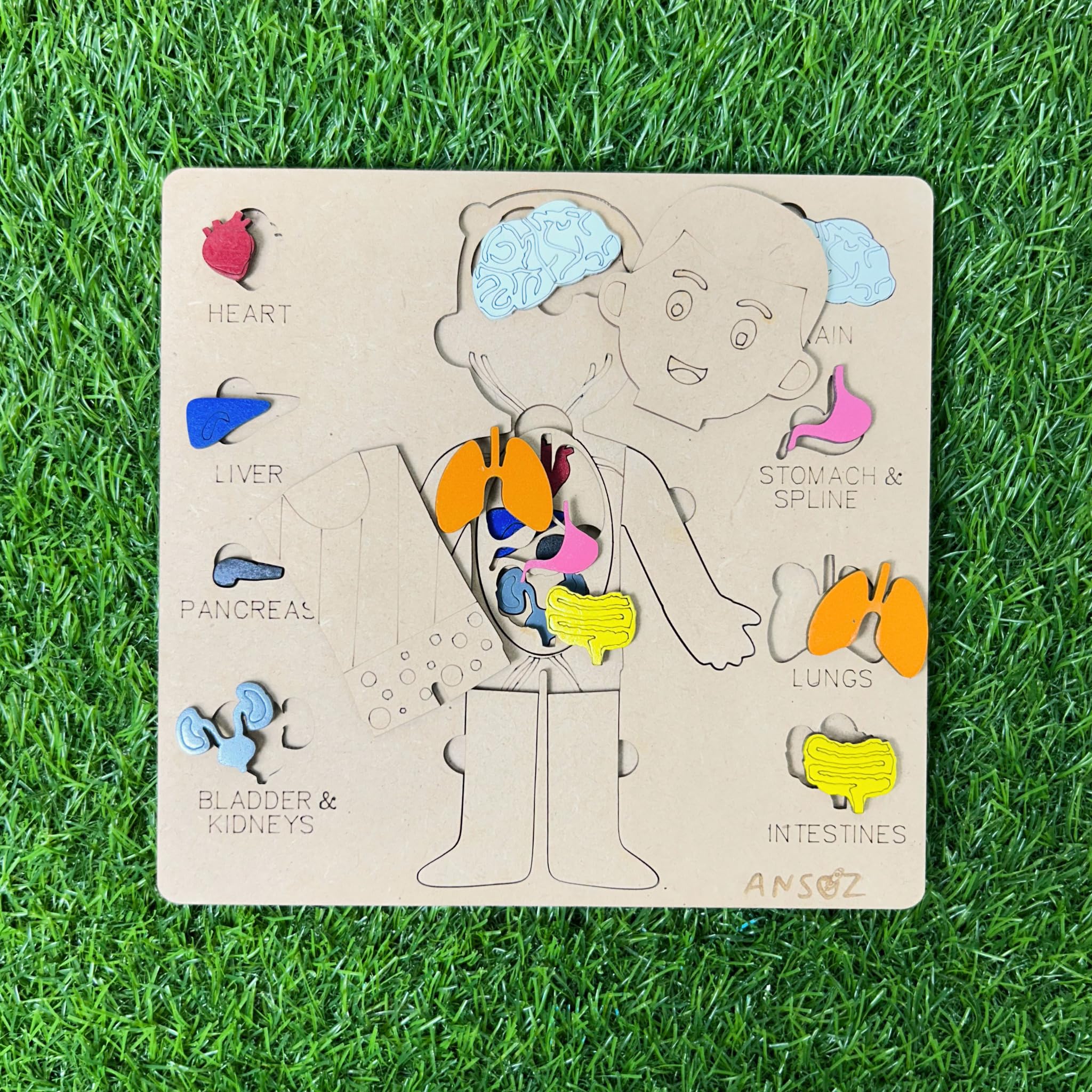 Ansoz Wooden Human Body Parts Puzzle for Kids Ages 2-8 | Montessori Learning Toy for Toddlers 3-5 Years Old | Educational Preschool Game to Teach Body Parts | Perfect for Homeschooling & Classroom Activities