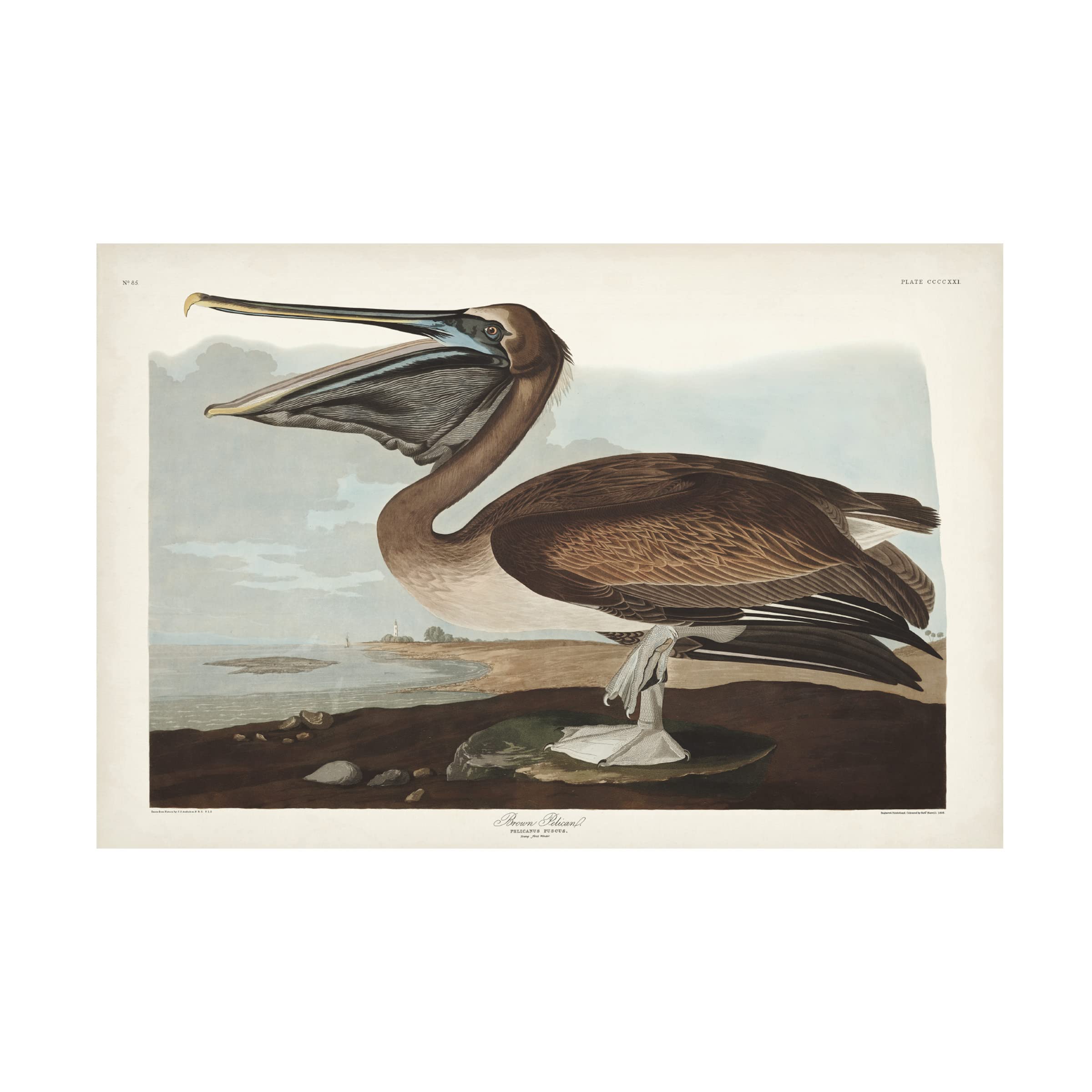 John James Audubon Brown Pelican Canvas Art Print 12x19 - Wildlife Bird Wall Decor for Living Room, Office & Coastal Home Decor