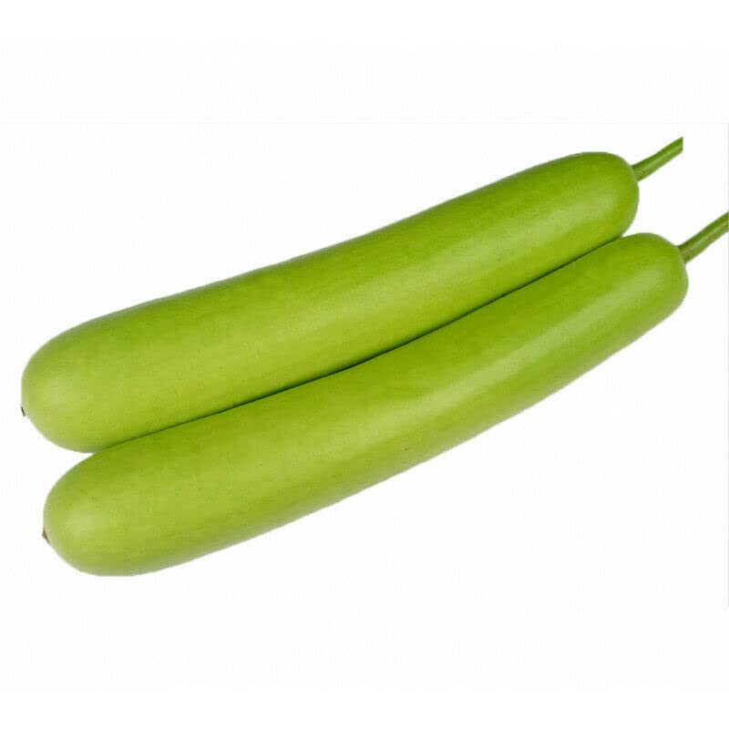 Organic Bottle Gourd Seeds (Lagenaria siceraria) - 10 Pack for Planting - Also Known as Hugua, Lauki, Doodhi, Calabash, Slaouia, Long Melon Squash - Perfect for Home Gardening, Vertical Farming & Organic Vegetable Gardens