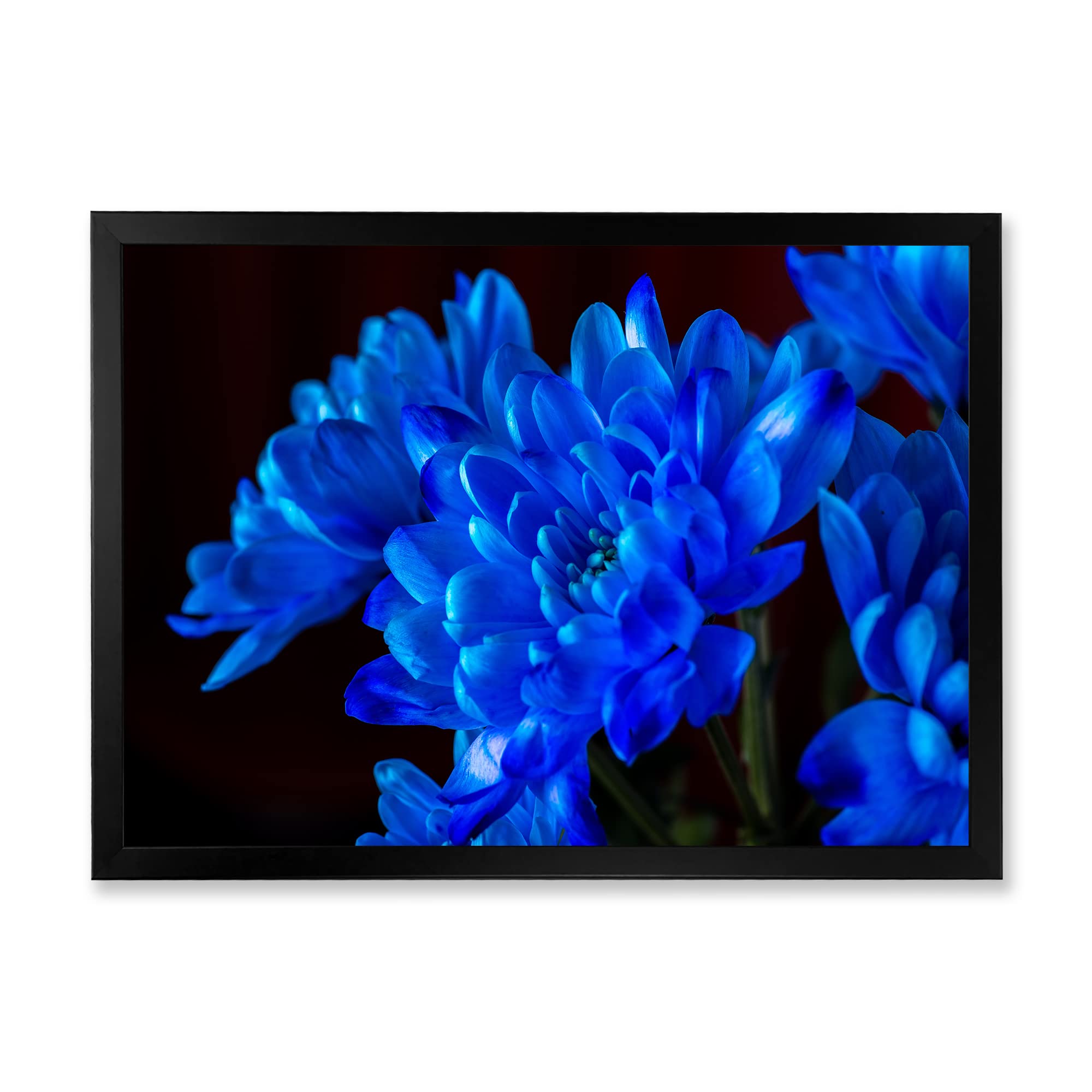 Blue Chrysanthemum Flowers on Black II - Traditional Framed Wall Art Painting - Perfect for Living Room, Bedroom & Office Decor