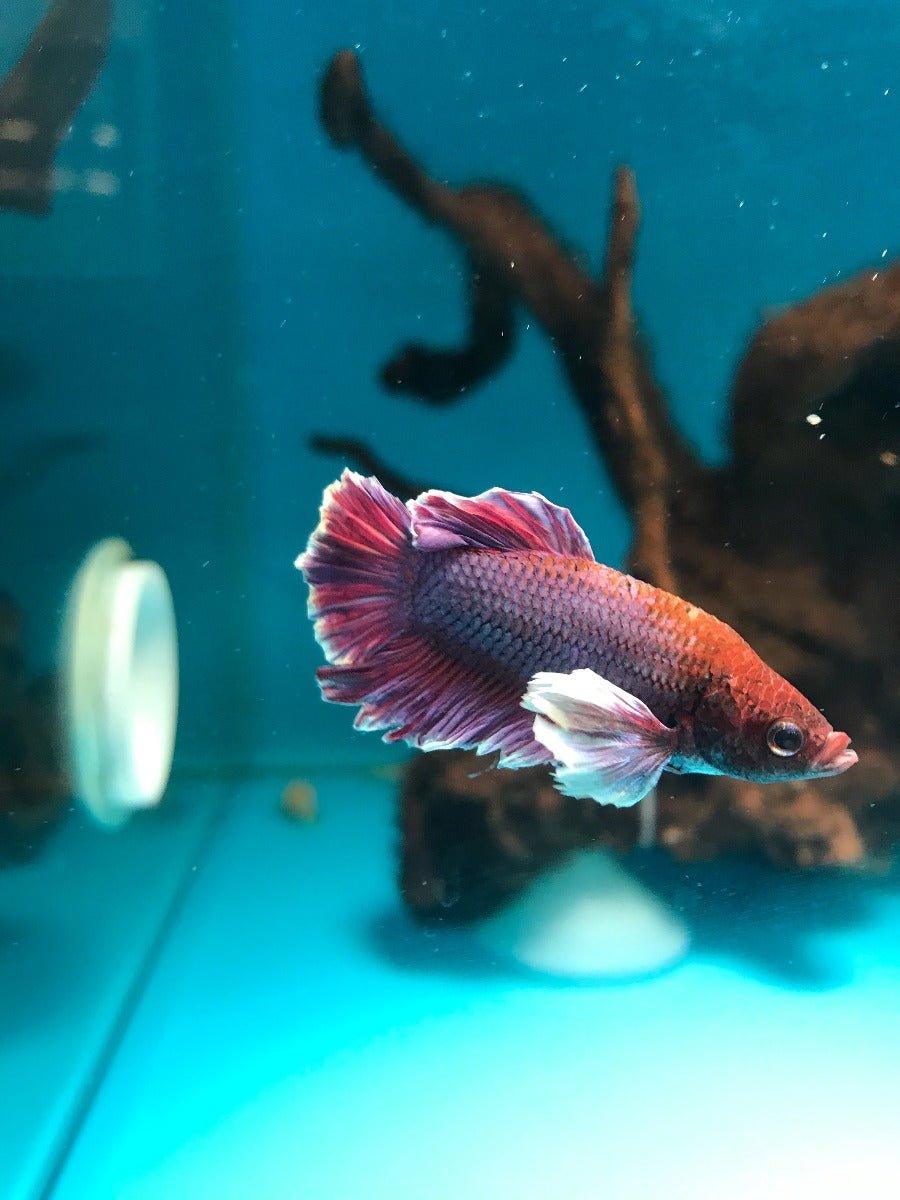 Premium Siamese Fighting Fish (Betta Splendens) - Live Tropical Fish for Aquariums | Perfect for Home & Office Decor, Fish Tanks, and Aquatic Displays