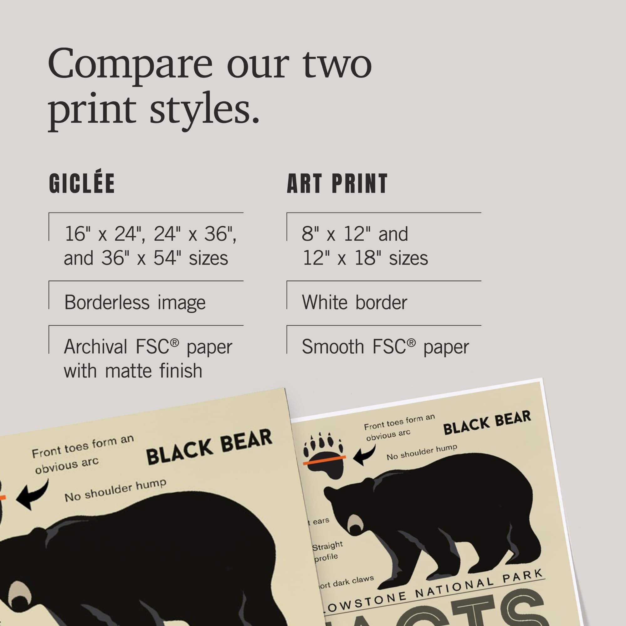 Lantern Press 16x24 Inch Yellowstone National Park Giclee Art Print - Wyoming Landscape Wall Decor with Grizzly & Black Bear Facts - Perfect for Home, Office & Cabin Decor