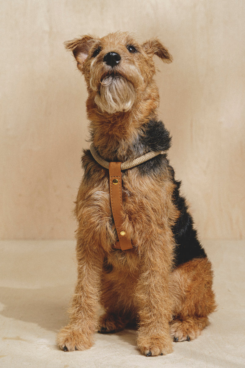 Premium Adjustable Dog Harness for Small & Medium Dogs - Pony Makarony Ginger Design with Lightweight Rope Leash | Perfect for Walking, Training & Outdoor Adventures