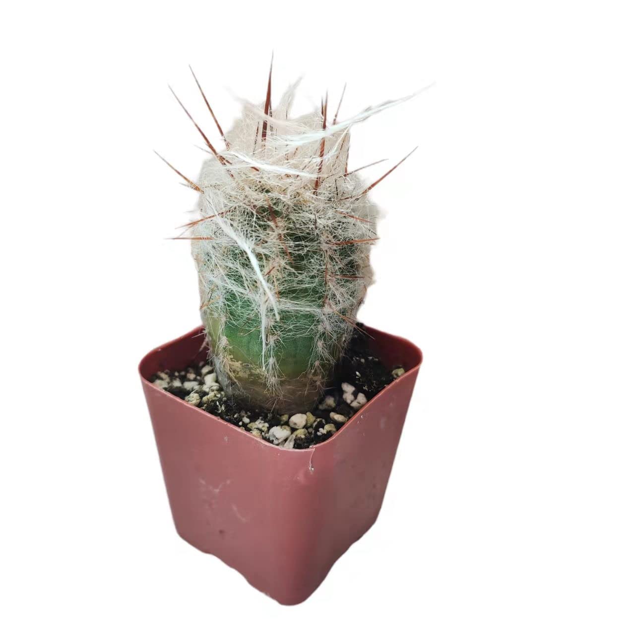 Live Succulent Cactus Plants - Old Man of The Andes Cactus (Oreocereus Trollii) in 2 Inch Pot - Perfect for Home Decor, Office Desk & Indoor Gardening Gifts